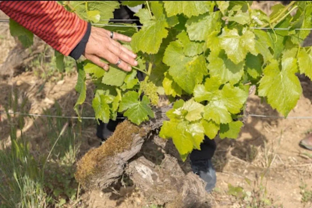 Première découverte des vignes de Santenay