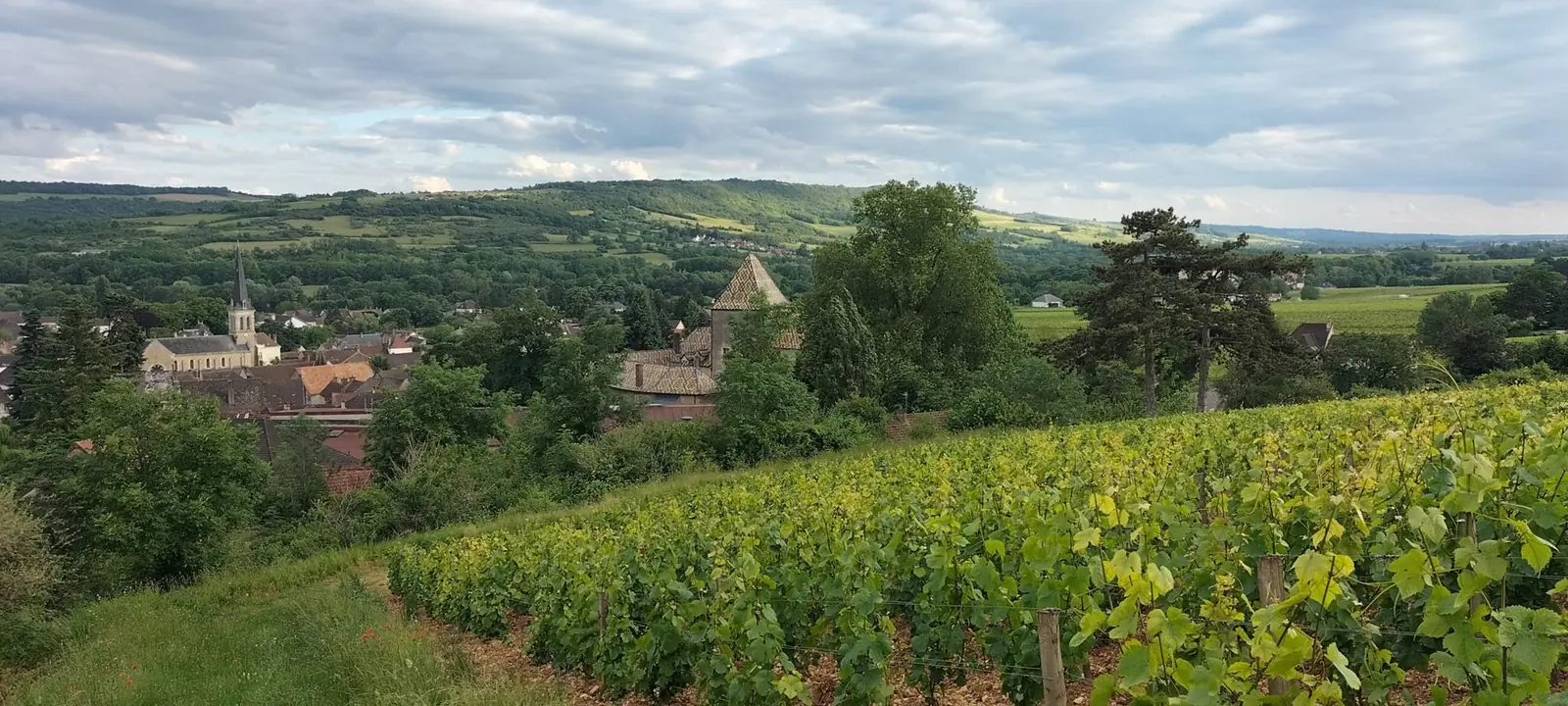 Vignoble de Santenay au cœur de la Bourgogne